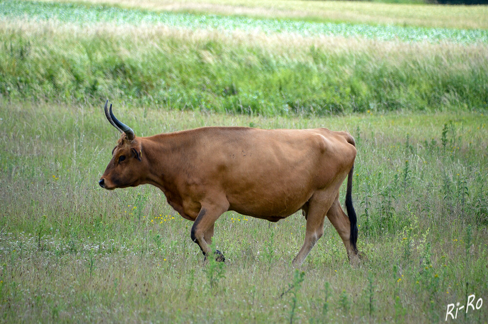 Heckrind
es ist eine in den 1920er-Jahren entstandene Hausrindrasse, die aus verschiedenen Ausgangsrassen gezüchtet wurde. (biosphaerenreservat-rhoen.de)
