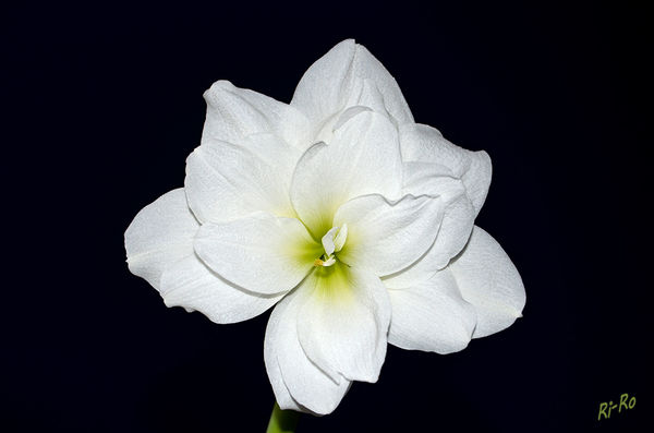 Eine weiße Blüte
Amaryllis sind auch als Rittersterne (Hippeastrum vittatum) bekannt.

Schlüsselwörter: Amaryllis