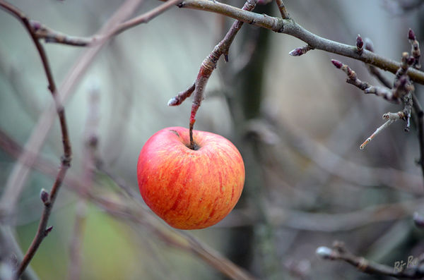 Im Dezember,
der letzte Apfel am Zweig mit den ersten neuen Knospen.
Schlüsselwörter: Apfel, Dezember