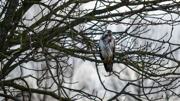 Mäusebussard
(Buteo buteo)
Spannweite 130 cm. Lebensraum: Mitteleuropa u. ganz Eurasien. Gefiederfarbe sehr variabel. Von dunkelbraun bis weiß. Sitzt meist offen auf Masten u. Zäunen. (lt. Naturführer)
Schlüsselwörter: Mäusebussard