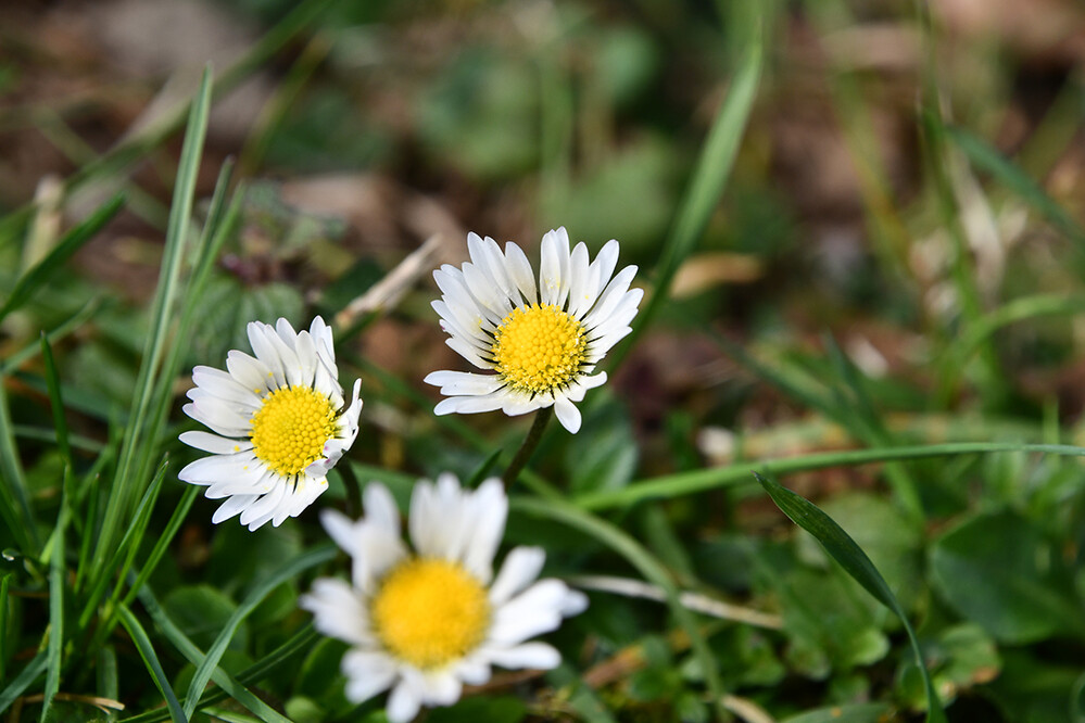 Frühlingserwachen "Gänseblümchen"
Roland
Schlüsselwörter: 2021