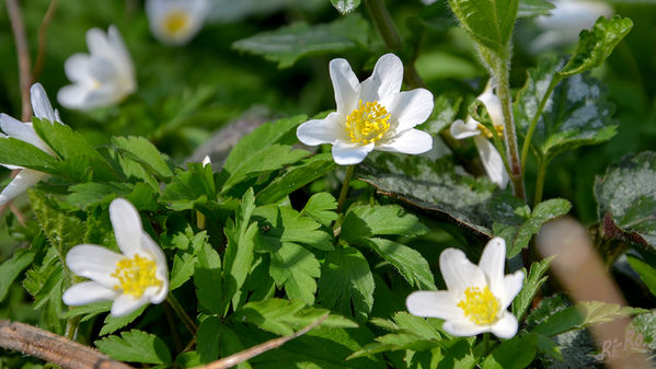 Buschwindröschen
(Anemone nemorosa)
es erreicht Wuchshöhen von 11 bis 25 Zentimetern. Blütezeit ist zwischen März, April u. Mai. 
Schlüsselwörter: Buschwindröschen