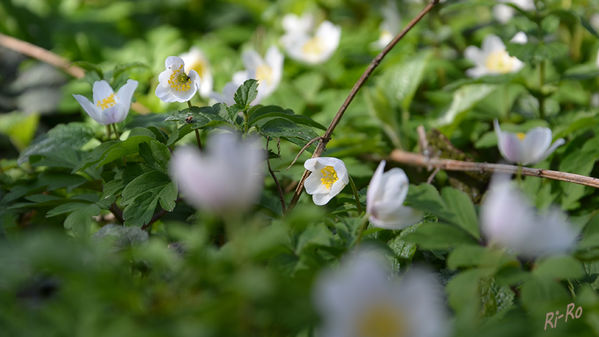 Buschwindröschen
(Anemone nemorosa)
es erreicht Wuchshöhen von 11 bis 25 Zentimetern. Blütezeit ist zwischen März, April u. Mai.
Schlüsselwörter: Buschwindröschen