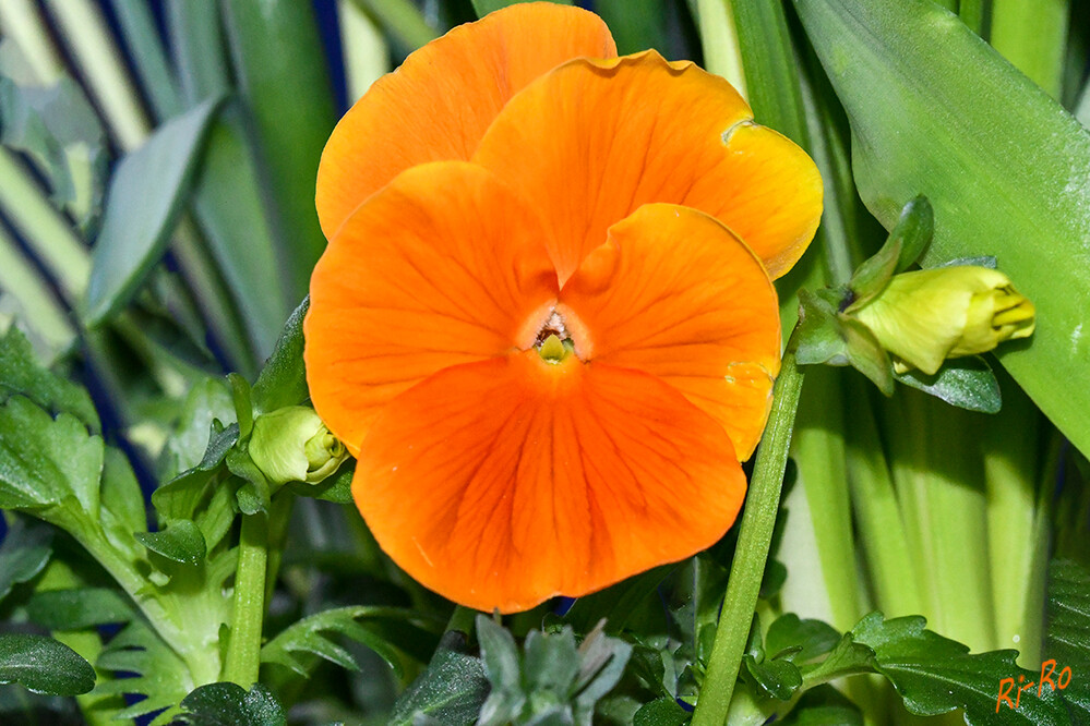 Orange
als robuste u. farbprächtige Frühblüher bereichern Stiefmütterchen den Garten im Frühling. (lt. heim-garten)
Schlüsselwörter: 2021