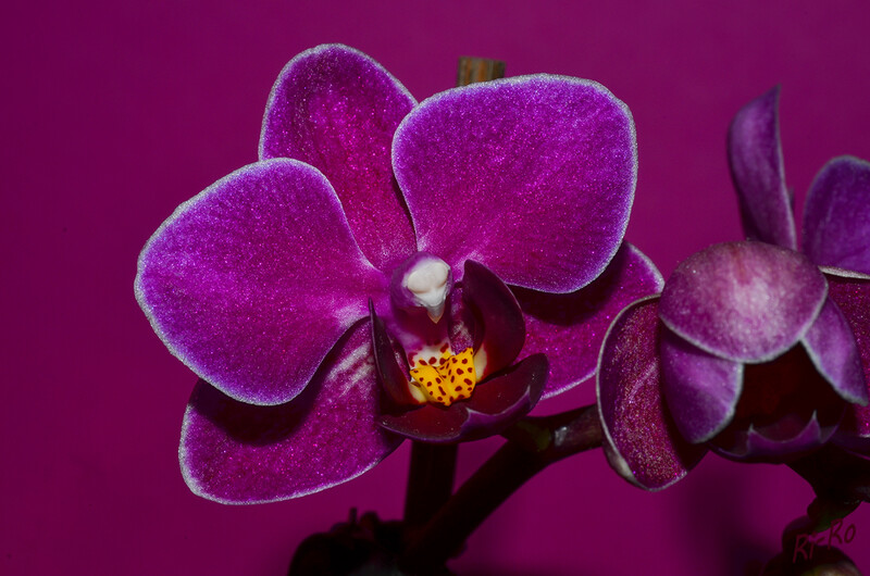Miniorchidee
mit dieser Bezeichnung wird keine bestimmte Art definiert. Vielmehr handelt es sich um gängige Orchideen-Gattungen, die aufgrund von Kreuzungen kleinwüchsiger Naturarten mit Hybriden entstanden sind. (orchideen-pflegen)
Schlüsselwörter: Orchidee