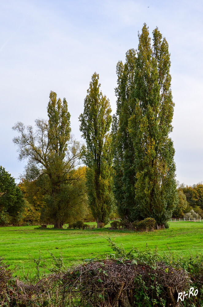 Pappeln im Herbst
der Stamm ist gewöhnlich aufrecht, die Borke rau oder glatt u. häufig grau. Die Wuchshöhe kann 30 bis 45 Meter erreichen. (biologie-seite)
