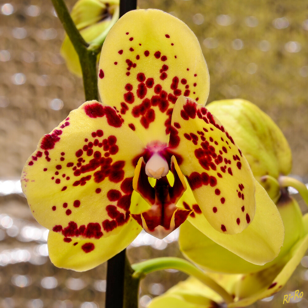 Falterartiges Aussehen
übersetzt aus dem Griechischen bedeutet Phalaenopsis. Das bezieht sich auf die schmetterlingshaft wirkenden Blüten. (baldur-garten.de)
Schlüsselwörter: Orchidee