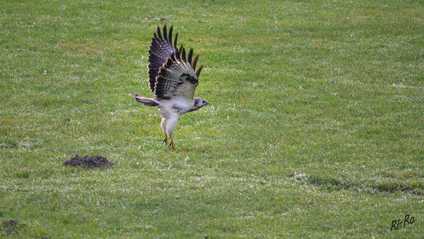 Mäusebussard
(Buteo buteo)
Spannweite 130 cm. Lebensraum: Mitteleuropa u. ganz Eurasien. Gefiederfarbe sehr variabel. Von dunkelbraun bis weiß. Sitzt meist offen auf Masten u. Zäunen. (lt. Naturführer)
Schlüsselwörter: Mäusebussard