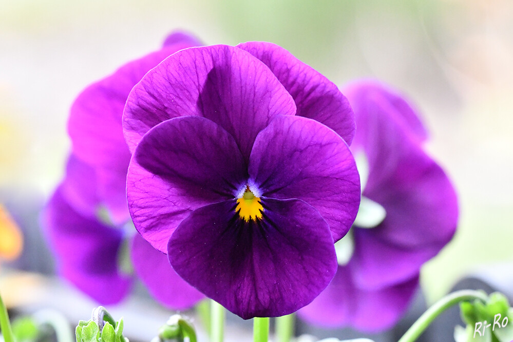 Blüte
im März.
