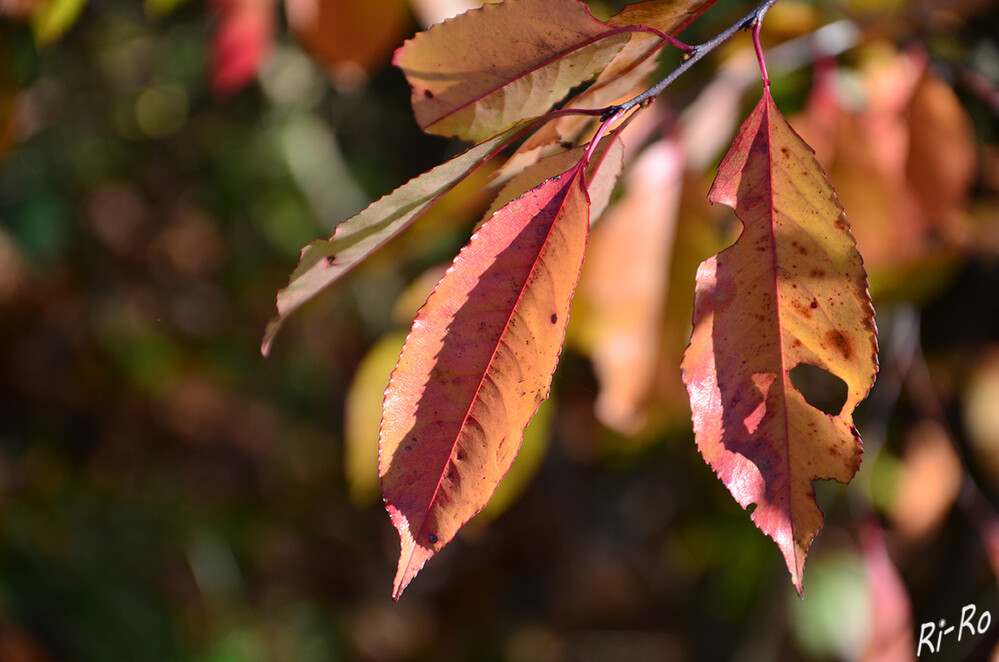 Herbstlaub
