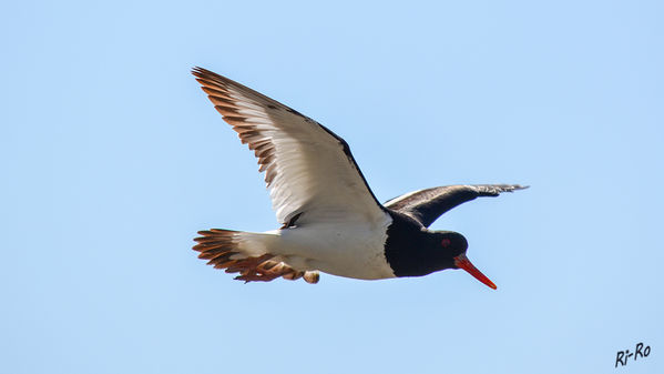 Ich komme....
Kein Watvogel ist an der Küste bei Tag und Nacht so allgegenwärtig wie der Austernfischer
(Haematopus ostralegus)
Er ist eine Vogelart aus der Ordnung der Wat-, Möwen- und Alkenvögel.
Schlüsselwörter: Nordsee, Küste