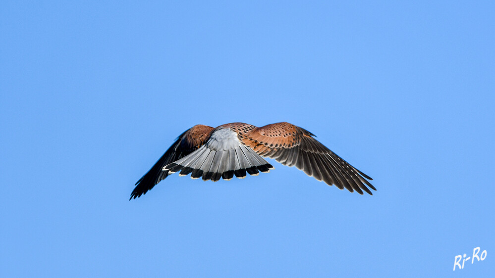 Schöner Rücken
Der Turmfalke ist ein kleiner Greifvogel. Obwohl Männchen u. Weibchen gleich groß sind, unterscheiden sie sich im Gewicht. (lt.wildtier-lexikon)
