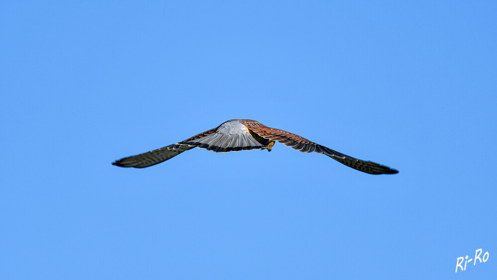 Turmfalke
sie leben u. jagen gerne in offenen Landschaften. Diese sind in den letzten Jahrzehnten allerdings immer eintöniger geworden. Es fehlen Hecken, einzeln stehende Bäume u. Pfähle. Ansitze, die der Turmfalke für die Jagd braucht, sind rar geworden.(lt. lbv)
