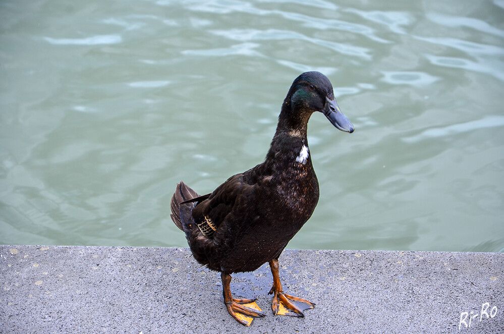 Laufenten
sind schlank mit langem Hals u. aufrechter Körperhaltung. Die gesamte Erscheinung der Enten erinnert an eine Flasche. Der Rumpf ist lang gestreckt u. walzenförmig. (huehner-haltung.de)
