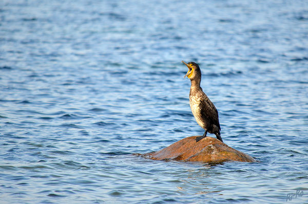 Kormoran - Jungvogel
im Prachtkleid, je nach Sonneneinwirkung, glänzen die Federn bläulich und grün. Zusätzlich hat er ein weißes Halsgefieder. 
Schlüsselwörter: Ostsee, Kormoran