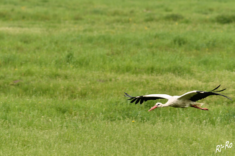Erkundungsflug
der Storch benötigt für seine Jagd Feuchtgebiete. Er fühlt sich wohl auf Wiesen u. Äckern. Gebrütet wird einmal im Jahr auf Bäumen oder in Nestern. (lexikon-voegel)
