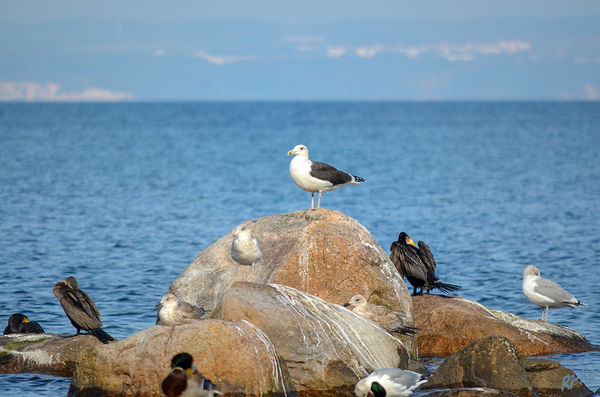 Rastplatz in der Ostsee
Heringsmöwe (schwarzer Rücken) die Flügelspitzen sind schwarz und haben weiße Flecken.
Der Kormoran ist ein ca. 1m großer schwarzer Vogel mit einem flachen Schnabel. 
Silbermöwen werden bis zu 65 cm groß bei einer Flügelspannweite von 1.55 m. Der Rücken ist silbergrau, die Flügelspitzen haben schwarz-weiße Flecken. 
Stockenten zählen zu den Schwimmenten und sind ca. 60 cm groß.
Schlüsselwörter: Ostsee, Möwe, Kormoran