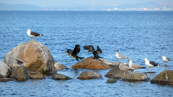 Sammelplatz auf den Steinen
in der Ostsee.
Kormorane im Streit um den schönsten Platz, die Möwen sind entspannt.
Schlüsselwörter: Ostsee, Möwe, Kormoran