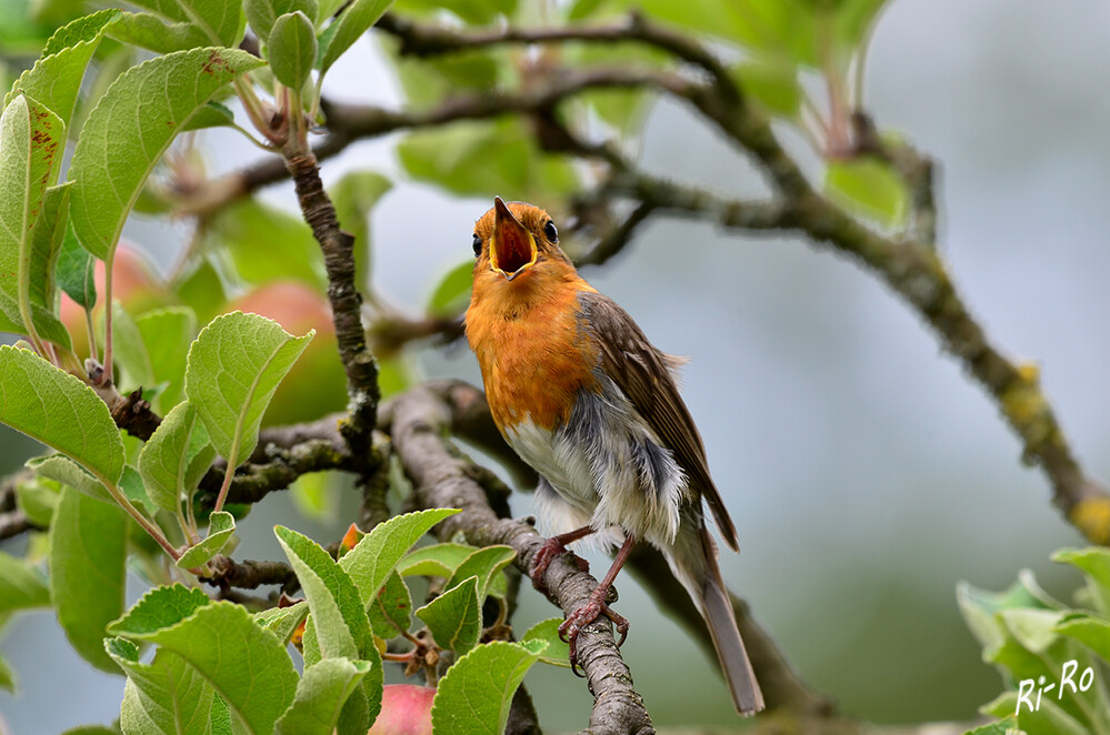 Rotkehlchen
bis zu 275 Melodien gehören zum Repertoire. Gerne imitiert der Gartenvogel mit seinem Gesang auch die Stimmen anderer Vögel wie die von Amsel oder Kohlmeise. Neben seinem Gesang ist auch der Alarm- u. Störungsruf, das Schnickern oder Ticksen auffällig. (vogelundnatur.de)
