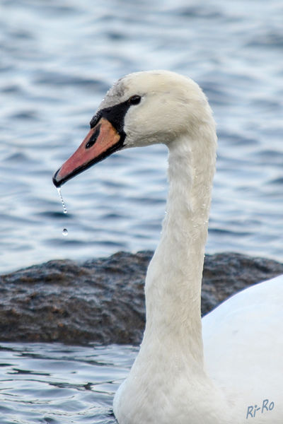 Höckerschwan auf der Ostsee 
Er ist einer der schwersten flugfähigen Vögel u. hält sich unter anderem in seichten Meeresbuchten auf.
Schlüsselwörter: Ostsee , Höckerschwan