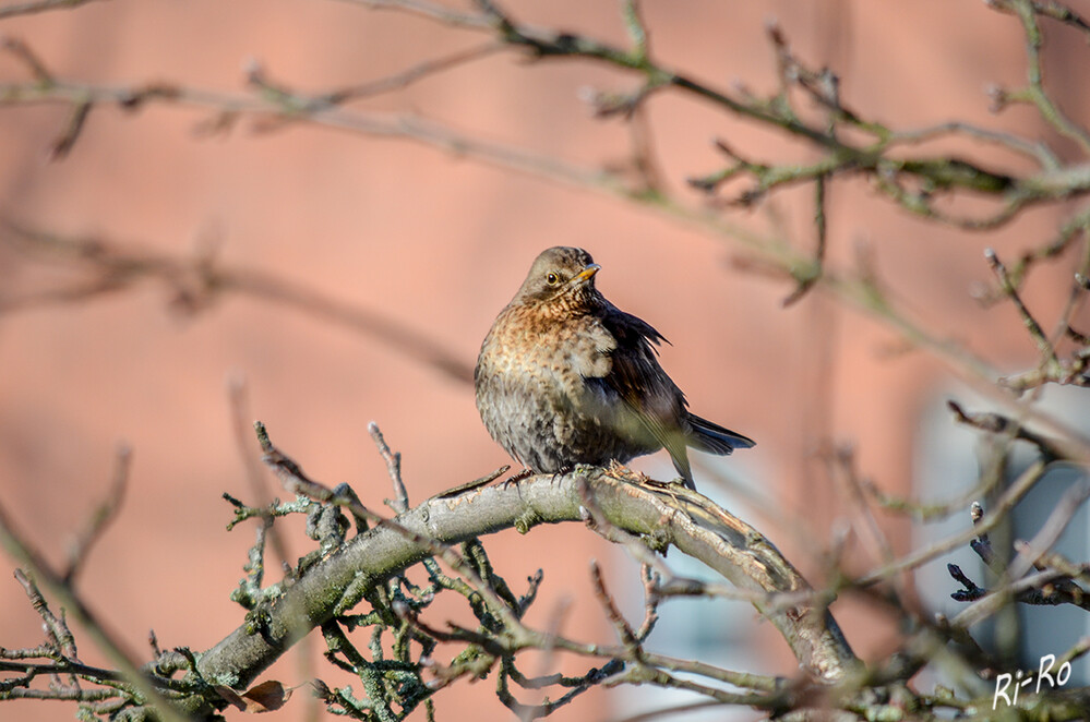 Amsel
Sie dürfte früher ein reiner Waldbewohner gewesen sein. Ihre Körperlänge beträgt ca. 25,5 Zentimetern bei einem Gewicht
um 100 Gramm. Das Gefieder der Weibchen ist größtenteils dunkelbraun. (Knauers Jagdlexikon)
