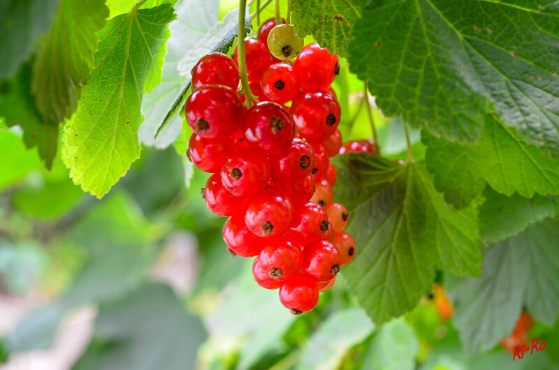 Rote Johannisbeeren
sobald die gesunden Beeren zur Vollreife gelangen, kommt Besuch angeflogen. Auch Vögeln schmecken die leicht säuerlichen Beeren. Die wilden Vorfahren wuchsen unter anderem an Waldrändern. (lt. mein-gartenbuch)
