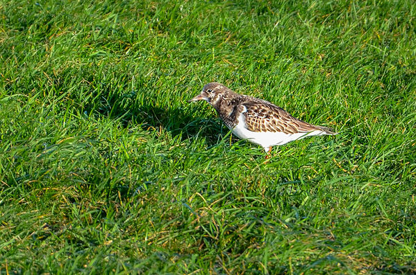 Knutt
(Calidris canutus)
ca. 26 cm groß. Lebensraum: Island, Alaska u. Sibirien. Ab September an der Nordseeküste. Das Winterkleid ist grau, oberseits dunkel längsgestreift, unterseits hellgrau. (lt.Naturführer) 
Schlüsselwörter: Knutt, Vogel