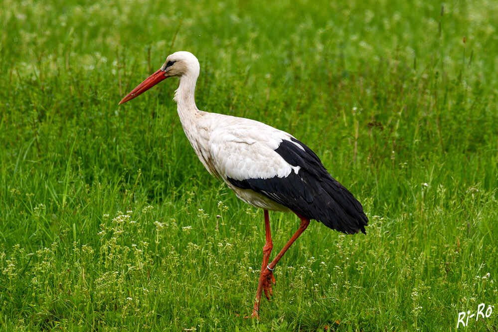 5 - Auf der Pirsch
in den Feuchtwiesen sieht man mit etwas Glück einen Weißstorch, der langsam schreitend nach Kleintieren, Echsen oder auch Fröschen u. Schlangen Ausschau hält, um dann blitzschnell mit dem Schnabel zuzustoßen. (vogelundnatur)
