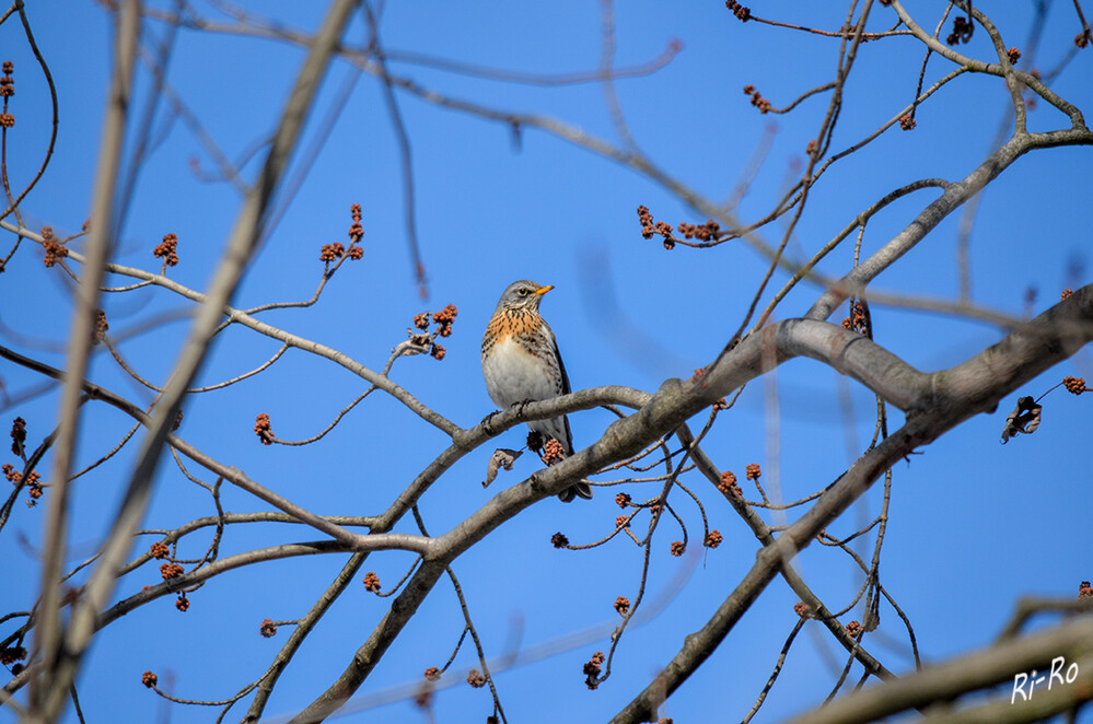 Wacholderdrossel
sie ist ein Kurzstreckenzieher u. kommt oft schon Mitte Februar zurück, es gibt aber auch Standvögel, die hier bleiben. Wacholderbeeren mag sie aber, entgegen ihrem Namen, nicht besonders gerne, wohl aber Vogelbeeren. (nwv-schwaben.de)

Schlüsselwörter: Vogel