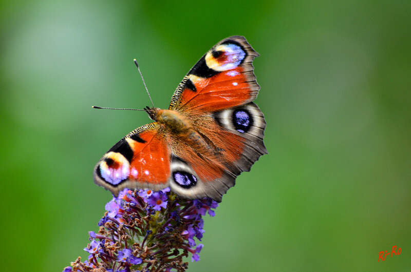 7 - Tagpfauenauge
er ist ein Schmetterling mit einer Flügelspannweite von etwa 5cm. Die Grundfarbe seiner Flügel ist rotbraun bis rot. Die Zeichnung darauf, die an riesige Augen erinnert, ist gelb, schwarz u. blau. (lt. junior-ranger)
2020
Schlüsselwörter: Schmetterling