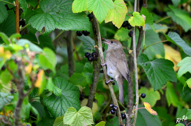 Im Johannisbeerstrauch
Mönchsgrasmücke (Weibchen) ist immer dort anzutreffen, wo dichtere Laubvegetation für Halbschatten sorgt. Nach einem zwitschernden Vorgesang ertönt ein laut flötender „Überschlag“, der aus nahezu reinen Tönen besteht. (lt. nabu.de)

 
Schlüsselwörter: Vogel