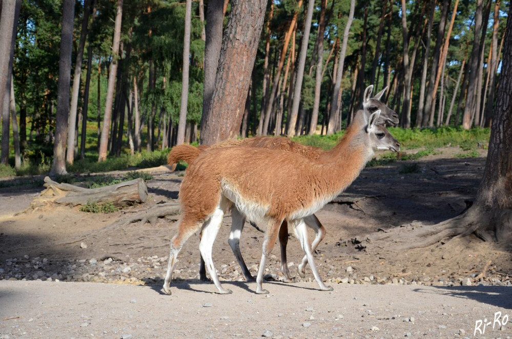 Paarlauf
das Lama ist der kräftigste Vertreter der Neuweltkamele. Die weiblichen Tiere sind immer ranghöher als die männlichen Tiere. Alle Zivilisationen des Andenraums nutzten das Lama. (wikipedia)
