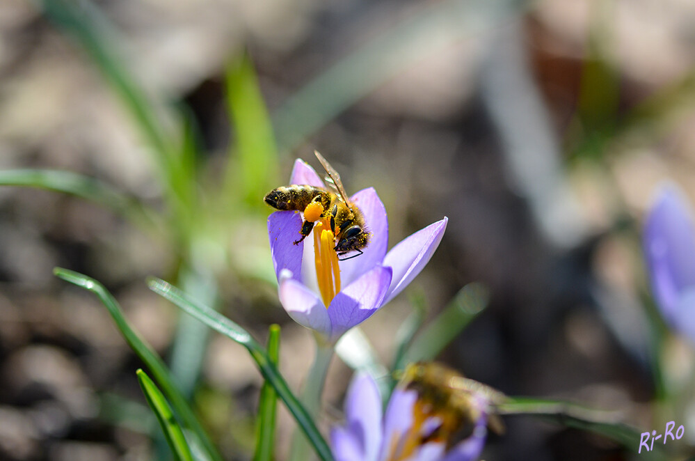 Pollensammlung
Wildbiene im Krokus
