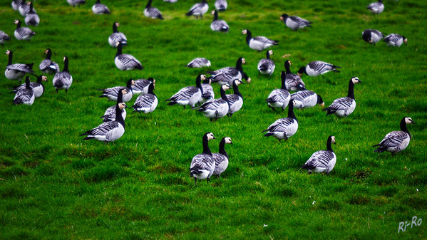 Nonnengans oder Weißwangengans
(Branta leucopsis)
von mittlerer Größe, Spannweite ca. 140 cm. Sie überwintert
unter anderem an der Nordseeküste. (lt. Naturführer)
