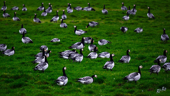 Nonnengans oder Weißwangengans
(Branta leucopsis)
von mittlerer Größe, Spannweite ca. 140 cm. Sie überwintert
unter anderem an der Nordseeküste. (lt. Naturführer)
