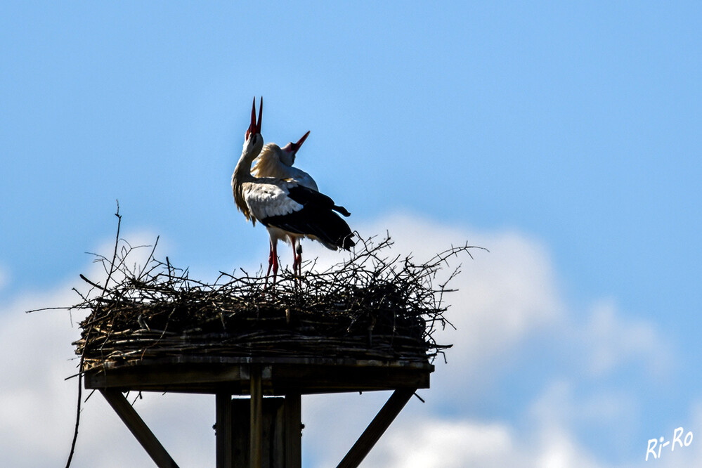 Lautstark
Das Männchen trifft vor dem Weibchen ein u. besetzt möglichst das Nest vom Vorjahr. Begrüßung des Partners mit Klappern des Schnabels. (nabu.de)

 
Schlüsselwörter: Klapperstorch;