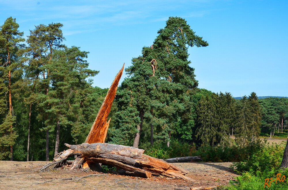 Natur
Das Gebiet Granat liegt in einem grandiosen Waldgebiet in Haltern-Lavesum. (ruhrpottblick)
