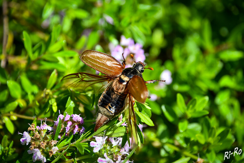 Im Überflug
die Maikäfer gehören zur Familie der Blatthornkäfer, so genannt nach der Gestalt der Fühler, deren letzte Glieder blattförmig verbreiterte Lamellen aufweisen. (nabu)
