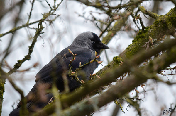 Rabenvogel mit Köpfchen
Dohlen zählen sicherlich zu den intelligentesten Vögeln überhaupt. Ihre Lernfähigkeit hat schon Verhaltensforscher wie den Nobelpreisträger Konrad Lorenz fasziniert. Zu sehen bekommt man Dohlen (Coloeus monedula) entweder in stattlichen Baumkronen oder auf höheren Gebäuden. (lt Nabu.de) 
Schlüsselwörter: Dohle