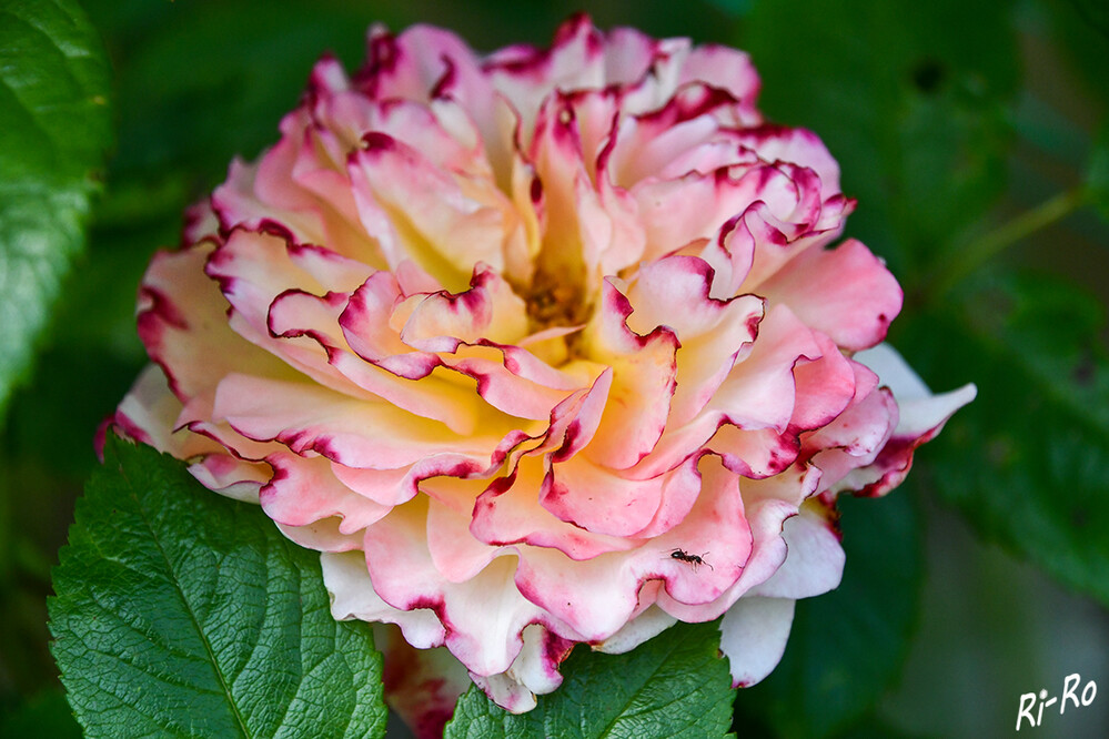 Mehrfarbig
Rosen wurden nachweislich bereits von den Sumerern eine der ersten menschlichen Hochkulturen gezüchtet Die Sortenvielfalt ist unüberschaubar. (gartenjournal)


