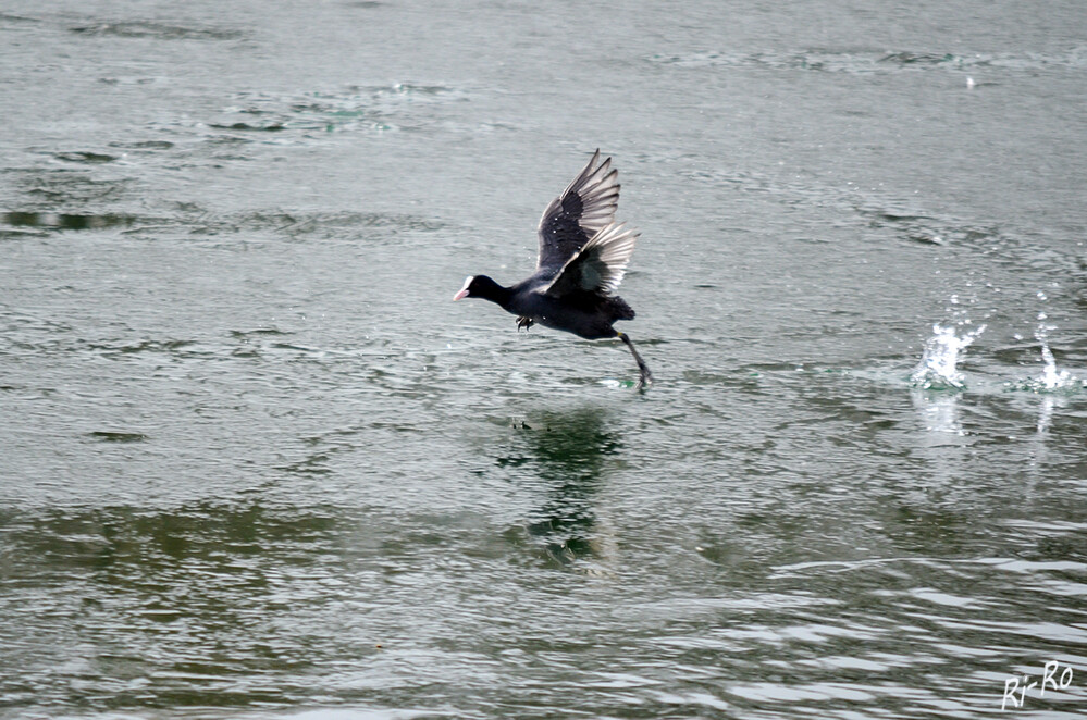 Start
Blässhühner schwimmen relativ langsam u. ruhig auf Seen u. Teichen umher. Sie starten immer gegen den Wind u. müssen zunächst lange auf der Wasseroberfläche Anlauf nehmen, bis sie sich in die Luft erheben. (kindernetz.de)
