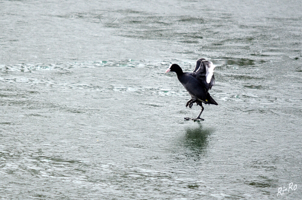 Kalt
Blässhühner sind ganzjährig zu sehen. Vögel aus dem Nordosten überwintern bei uns. Das Gefieder ist komplett schiefergrau, der Kopf schwarz. (nabu.de)
