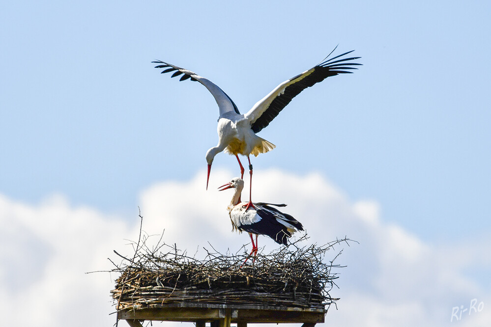 Versuch
Nach der Paarung legt das Weibchen zwei bis sieben Eier. Jedes ist etwa doppelt so groß wie ein Hühnerei. Der Weißstorch ist einer der bekanntesten u. am besten erforschten Vögel hierzulande. Weltweit hat er eine hohe Symbolkraft, gilt unter anderem als Glücksbote. (nabu.de)
Schlüsselwörter: Klapperstorch; Storch: