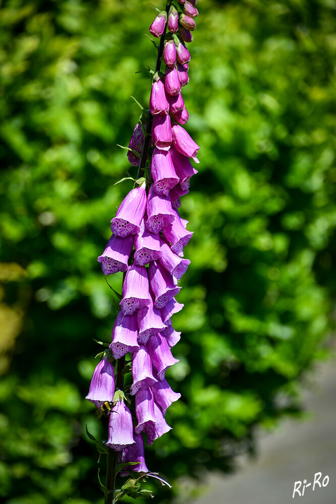 Fingerhut
ist eine anspruchslose Gartenpflanze. Aufgrund seiner Größe u. der prächtigen Blüten macht er immer Eindruck. Für Bienen u. Hummeln bietet der Fingerhut Nahrung, Nacktschnecken dagegen meiden die giftige Pflanze. (ndr.de/ratgeber)

