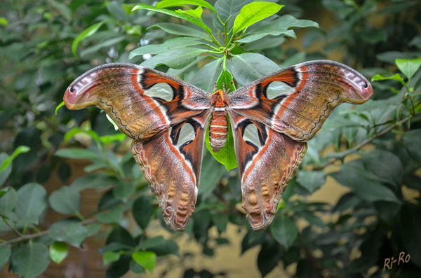 Atlasspinner
Attacus atlas gehört zu den größten Schmetterlingen der Welt. Lebensraum ist Asien. lt Wikipedia
Aufgenommen im Schmetterlingshaus Sassnitz.
Schlüsselwörter: Schmetterling