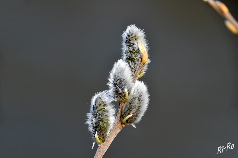 Kätzchen-Weide
ist aufgrund ihrer flauschigen Blüten nicht nur bei den Menschen beliebt. Denn dank ihrer frühen Blüte gilt das Weidenkätzchen als erste Nahrungsquelle für Bienen u. Hummeln. Sie stehen unter Naturschutz u. dürfen demnach in der freien Natur nicht gepflückt werden. (lt. hausgarten.net)
