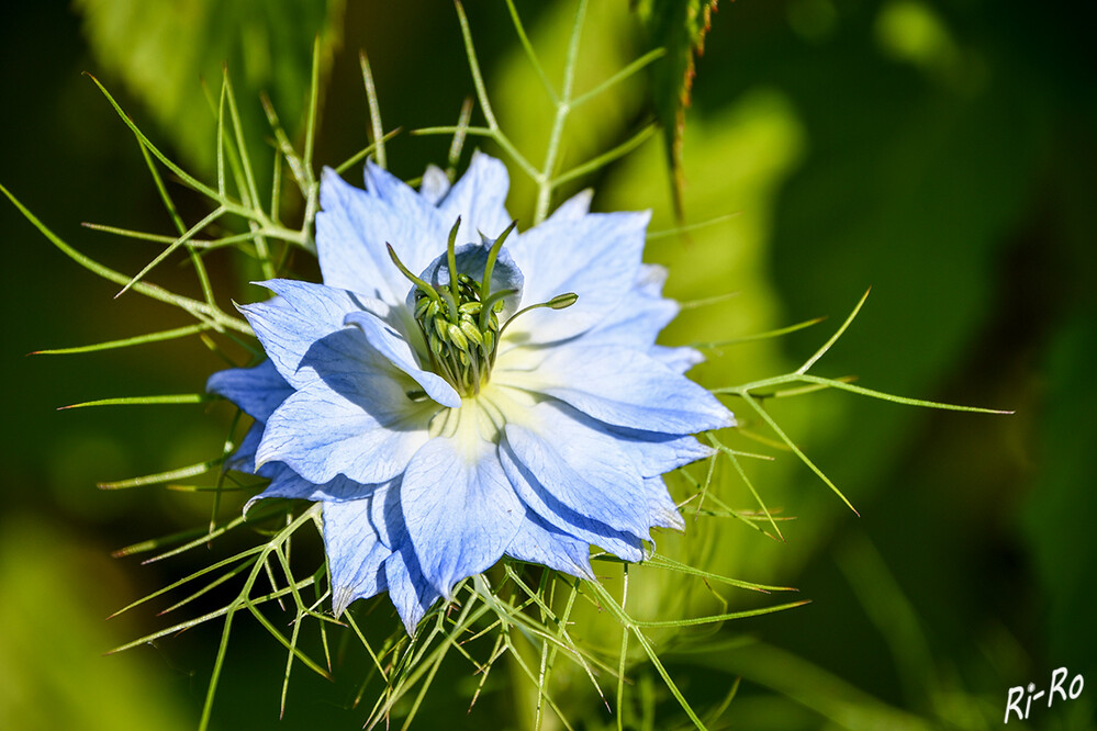 Zierliche Sommerblume
die Jungfer im Grünen bildet exotisch anmutende Blüten aus. Der älteste Nachweis von Nigella damascena in Mitteleuropa stammt aus der mittleren bis späten Bronzezeit. (plantura.garden)
