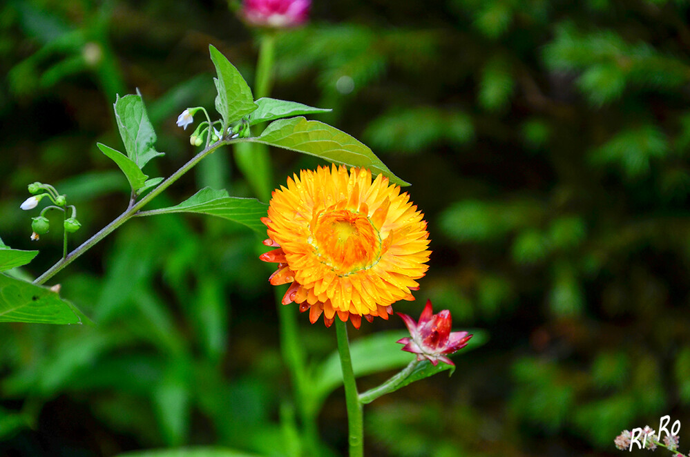 Garten-Strohblume
diese zählt nicht umsonst zu den beliebtesten Schnittblumen, denn sie hält sehr gut u. ist auch im getrockneten Zustand noch gut zu verarbeiten. (gartenzauber)

 

