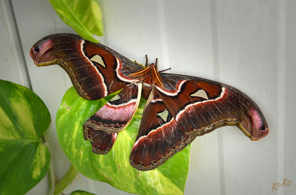 Atlasspinner
Attacus atlas gehört zu den größten Schmetterlingen der Welt. Lebensraum ist Asien. lt Wikipedia
Aufgenommen im Schmetterlingshaus Sassnitz.
Schlüsselwörter: Schmetterling
