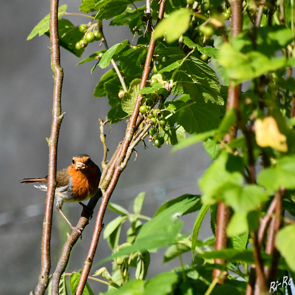 Umwickelt
Zur Brutzeit u. somit zur Jungenaufzucht nehmen die Rotkehlchen fast nur Insekten zu sich u. betrachten das Weichfutter oft nur als Beigabe. Das Rotkehlchen hat auffallend große, dunkle Augen. (vogelzucht-koempf)
